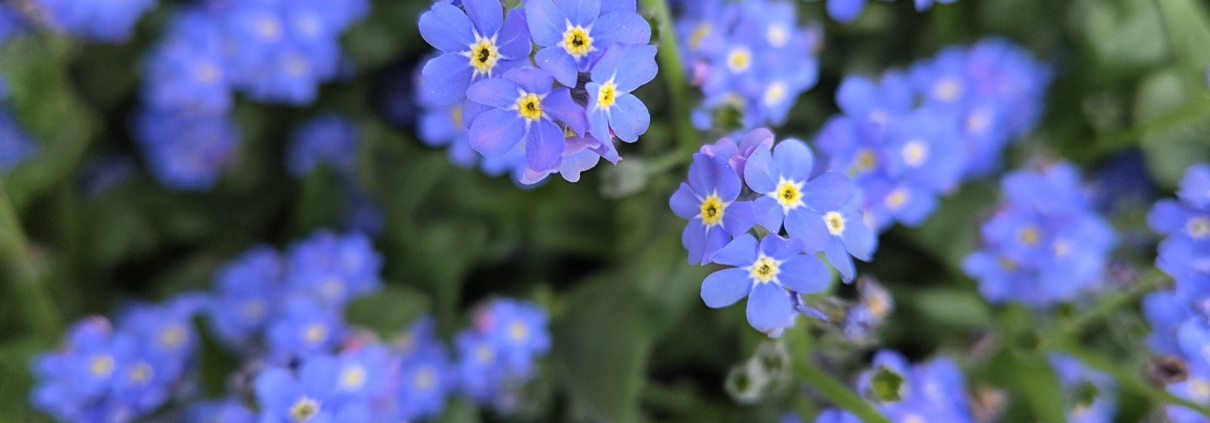 Zwischen Liebe, Verantwortung und Herausforderung: Wenn Angehörige Menschen mit Demenz pflegen