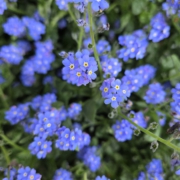 Zwischen Liebe, Verantwortung und Herausforderung: Wenn Angehörige Menschen mit Demenz pflegen